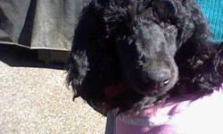 Glossy Black Standard Poodle Puppy available for wonderful family home.  Family raised with children and other pets, 1 female ($850) available.
 
Puppy has had all 3 set of shots, vet checked, declaws removed, tails docked, crate trained, CKC registered