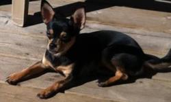 Black & tan female Chihuahua, she is up-to-date with all of her shots, not spayed. pee-pad trained and will go bathroom outside. She is timid around new people (especially small children) but warms up to you quickly. She comes with her food, pee-pads,