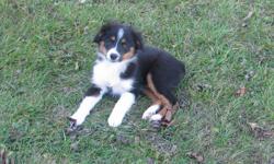 Very loving and playful black tri mini aussie puppies available.
We have 1 male and 2 females.
They are all such sweet and attentive puppies. They are also great with our children who handled them extensively. The pups have been raised as if we were