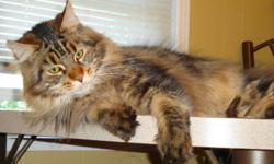 Blue Diamondz Cattery
Breeding Quality Maine Coons!
 
Kittenz Expected in Spring 2012 
 
For more information please email Blue Diamondz DIRECTLY:
 
bluediamondzcatz@yahoo.com