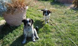 Blue Heeler/Border Collieppies...give away..almost..$50.00 to pay for vaccinations and deworming. We can't keep them...we have 3 dogs. Parents are excellent working cattle dogs. These puppies are well mannered and easily trained. Loyal family pets,