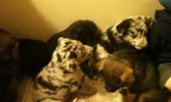 Catahoula blue Leopard X German Shepard
4 Females and 2 Males (Blue merle). Mom is a purebread Blue leopard Catahoula and Dad is German Shepard. These dogs are great with kids and other animals. They make great farm or acreage dogs as they can withstand
