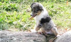 We have a gorgeous blue merle miniature australian shepherd puppy ready for his new home.
Graff (male) is 10.5 weeks. The pups have been raised in our home with tons of love and attention. He is beautifully marked. Graff has such a bashful little