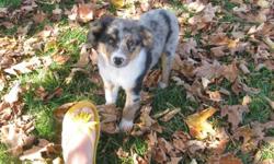 We have a gorgeous blue merle miniature australian shepherd puppy ready for his new home.
Graff (male) is 11.5 weeks. Our pups have been raised in our home with tons of love and attention. He is beautifully marked. Graff is very loving and playful. He has