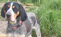 Miller is a loving dog, who needs a home where he'll get the attention he deserves.  He is a pure bred Blue Tick, but is unregistered.  
He's been brought up around our son, who is now 3 and, and is wonderful with other kids, and people. Since he's not