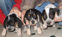 13inch Bluetick Beagle Pups--Born Nov. 8, 2011, ready to go Jan. 8, 2012.
Father and Mother and both registered dogs with papers and are on site for viewing. They both have excellent bloodlines. Father was purchased from Sally Mcgee of Oak Hill Kennels,
