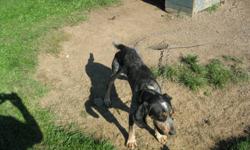Female bluetick coonhound for sale asking $150.00 she is lightly started and ready to go, very good around the house and with other dogs she has a good mouth and is smart and friendly.
Call Dave at 613-213-4493 or 613-657-3998