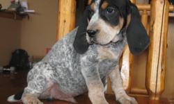 Two male bluetick hounds left from a litter of eleven. 9 weeks old. I hunt only cougars and both parents are excellent cougar hounds. I have pictures and/or video of the parents. Both parents can be seen if wanted. Have had their first shots and been