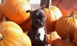 Boston Terrier x Chihuahua mix
Pups looking for a kind and loving home.   1 male left, 8 weeks old.  Owner has both mother and father (see picture attached).
Puppies are growing quickly and have a great temperment just like their parents.  House training