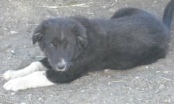 Border Collie and Australian Shepherd Cross puppy for sale. Born May 2011. All black with white and black spots on legs. Very friendly puppy. Call Rick at 306-264-7719 to arrange a viewing.
