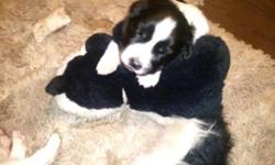 Beautiful black and white puppies for sale. Perfect Christmas gift. One has half tail and is a male two have full tails with white tips and are females. Dad is border collie half Australian Shepherd born with no tail and he is black and white. Mom is full