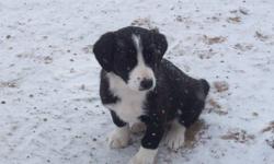 Border Collie Cross puppies, 4 male, 4 female. Playful, friendly, outdoor puppies. Great farm dogs.