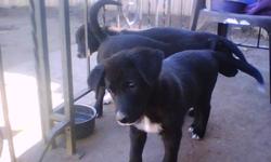 Border Collie / Lab Puppy, 1st shots, dewormed, vet checked, sturdy, strong, healthy, gentle temperament  to responsible home, puppy experience helpful.
She is kennel trained, house trained, used to other dogs.  Both parents at home.
$250 negotiable.