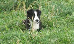 2 male border collie puppies born September 4th from 2 working parents on a beef and sheep farm. Puppies have had their first two needles, been vet checked and dewormed. Ready to go to their new homes anytime now. The picture of the three dogs shows the