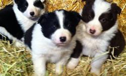 Full Border Collie pups $150
 
12weeks old
 
Raised on our farm east of Sherwood Park.
They have had there first shots. (DAPPv)
 
Ready, just in time for Christmas.
 
For more Information Call:
Dave @ 780 922 3101