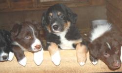 Border Collie pups for sale. Both parents are on site and both are registered. Very intelligent dogs with great personalities.Pups have been Vet checked, dewormed and have had their first vaccination. Pups are ready to go immediately. Call 902-848-6013