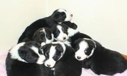 **** I have 2 border collies I decided to let have one litter to carry on the blood line Very smart If you type smartest dogs into google you will find border collies are #1..  Parent are 2.5 and 3.5 yrs old. I have both here and don't mind a viewing of