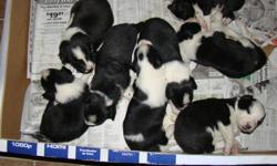 Black and white border collie pups both parents on site. Pups will not be ready to go until Jan 15, come and pick one out and we will hold it for you. 3 Males left.