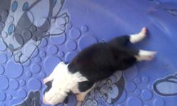 5 Pure Bred Border Collie pups for sale
1 Female
4 Males
Please Contact: p_rumney@hotmail.come