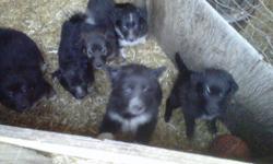 have 4 pups left
2 black and white
2 mainly black
 
on wet down food (big red)
ready to go
no shots
will deliver 
 
live south of stony call brian