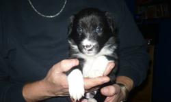 Three left. Pure bred Border Collies for sale. Two males one female Four weeks old Friday Jan,6th. $400.00 vet checked first needles and dewormed. Deposit is required. For more info please call 902-682-2430.