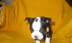 I have 1 adorable male Boston Terrier puppies left from a litter of 5 ready to go to a new home. He has had his first shots and has been de-wormed. He comes with his vet certificate and health guarantee. He is terrific with children and around other dogs