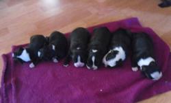 Boston Terrier Puppies for sale.
Males & females.
Vet checked, first inocculation, dewormed 2x.
Ready for new homes Nov. 30th
Delivery available, via air.