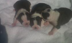 Boston Terrier Puppies for Sale!
Adorable, purebred puppies.  Choose your favourite now!
Deposits now being accepted.  Ready to go at eight weeks!
Please see attached photos for puppies, Mom and Dad!
Asking $700 each.  Call (705) 358-5121  (Joanne)