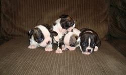Absolutely Georgous puppies were delivered Monday, Oct 10th. Mom is a Boston terrier X Pug, dad is a Boston Terrier. $500 with shots, vet checked, and dewormed. Serious animal lovers only!!! extreamly loving dogs. Please call Kristy for more details 705