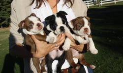 3 Boston Terriers puppies: Will come with first shots at time of sale.
1x Male red and white; 1x female red and white; 1x male black and white. Raised in a family home with children- would like the same home.Pictures of pups and parents( Kaiya--the mom: