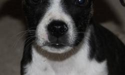 Bostonoodle Puppies (Boston Terrier x Toy Poodle Puppies)
First vaccination and dewormed 2x
HEALTH GUARANTEE
Mom is a pure bred Boston Terrier and Dad is a pure bred Toy Poodle
ONLY 1 female available
These puppies have sweet personalities and would make