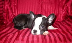 For sale 2 Boston terrier pups there is  2 females they are all black and white - They are very friendly with children -Have been intergrated with other dogs-Highly inteligent-Have had there first set of needles-Been De Wormed twice-Comes with health