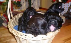 Bouvier Des Flandres Puppies
ONLY 2 LEFT. Both males.
 
Puppies were born on December 9, 2011.
Will be vet checked, have their first set of shots and dewormer.
Both parents are on site.
Parents are around other animals and great with kids 
(last picture