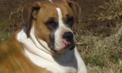 Boxer/American Bulldog Nuetered Male, 4 years young, basic training, crate trained and house broken. Aprox 80lbs, Big Boy. Good loving home only please.