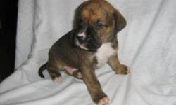 Christmas special i Have 4 Boxer mix puppys ready to find a new home for christmas. If your thinking about getting one please call me. or email me. Thnaks. Ps. first come, first serve.