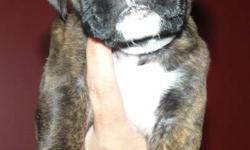 Boxer Puppies
Female #1
Female #2
Female #3 Sold
Male #1
Tails Docked, dewclaws, 1st Shots. Raised in our Home with kids.