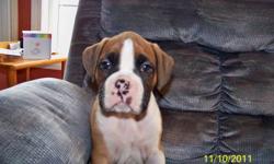 ONLY ONE MALE BOXER LEFT FROM A LITTER OF 9(BROWN/BLACK AND WHITE PUP).  THEY ARE 13 WEEKS OLD AND ARE READY TO GO TO THEIR NEW HOMES.  THESE PUPS HAVE BEEN RAISED INDOORS AS PART OF OUR FAMILY AND ARE GREAT WITH OUR KIDS AND OTHER FAMILY PETS.  THEY ARE