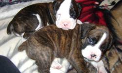 Start your new year off with a pure bred boxer ..only 4 more weeks ,then they will be ready to go to their new homes
very cute and cuddly
been around small children n dogs right from birth
3 females ,2 are white with spots and one is brindle
3 males ,2
