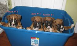 Boxer puppies for sale. 1 male, 1 female. Pups come with tails docked, first shots, vet checked and ONE YEAR HEALTH GUARANTEE!!. Mom is a reverse brindle boxer and Dad is a fawn boxer. Both live with us, are up to date on all shots, very healthy and are