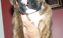 Boxer Puppies BRINDLE PUPS
Tails Docked, dew Claws removed, Socialized, House traingin started.
Ready to go , 1 male , 1 female 2nd picture
