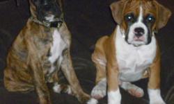CKC registered Flashy Fawn male & Brindle Female. Also may be AKC registered. Have both parents on site for viewing. Sire 60lb. 24", Dam 21.5" 60lb. Home raised with other dogs,cats & children. Well socialized. CKC registered breeder. Vet checked, dew