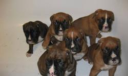 Boxer puppies for sale. 2 male 2 females. All fawn. First pic is a male and very last pic. Next 2 are female. Come with tails docked, first shots, vet checked and one year health guarantee. Mom is a reverse brindle boxer and Dad is a fawn boxer. Both live