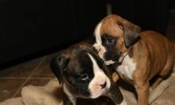 Beautiful boxer puppies will be ready to go home for Christmas. They have their tails docked, dew claws removed, deworming, first shots and vet check up. Call 403-816-3633 or email