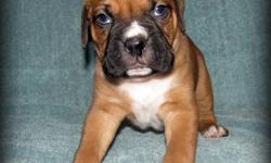 Our Boxers are parents to 8 beautiful Boxer Puppies. We have 1 Girls and 1 Boys left. They were born on October 28th, 2011. And will be ready to go to there forever homes December 23rd. Just in time for Christmas and a perfect Christmas Gift at that. We