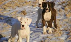 Boxer Puppies For Sale
These 3 Handsome Devil's
Have been Vet checked and have received
Both their first and second shot's
and have a clean medical record.
allso in top physical condition
lots of exercise and great food,
mostly paper trained and used to