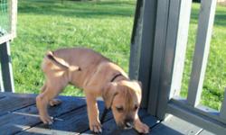 very friendly male puppy. 3/4boxer, not sure of other. he is red. sleeps 5hrs at night