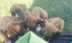 i have a littler of fawn boxer pups 3 boys 3 girls all have their tails docked and dew claws removed no heath issues
they need new loving homes this is our 2nd litter with the same dad hes 100 lb dark brindle
let me no if ur interested and we will set up
