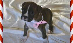 Boxer Top Quality Purebred Christmas Puppies 2 Girls Left The Little Runt female Precious is still available. Had There Shots And An Excellent Clean Health Certificate With The Liscenced Vet!These Pups Have exceptional temperaments,raised in our home with