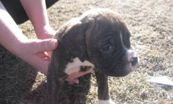 Boxer and american bulldog cross puppies for sale. 3 males 3 females all brindle some lighter than others. Very cute puppies!!! must see!! Both parents are ours and brought up with lots of love and care!!  Vet Checked. They have their first shots,