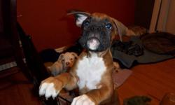 WE HAVE 4 MALE BOXERS LEFT FROM A LITTER OF 9 THAT ARE READY TO GO TO THEIR NEW HOMES.  THEY ARE EATING ON THEIR OWN AND ARE HOUSE TRAINED.  THEY ARE EVEN GOING OUTDOORS TO DO THEIR BUSINESS.  THESE PUPS HAVE BEEN RAISED AS PART OF ARE FAMILY AND ARE